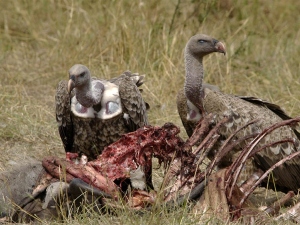 vultures over flesh